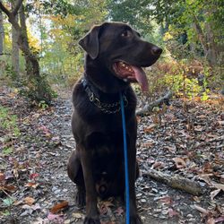 Bliss Dog Services