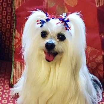 The Pet Salon - Pet Stores Near Me - Glendale, New York