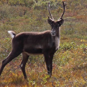 Denali National Park - Young male Caribou was curious with visitors - Parks Near Me Denali National Park - Young male Caribou was curious with visitors - Parks Near Me