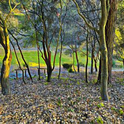 Dorothy Bolte Park