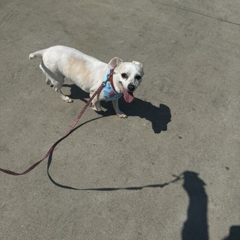Happiness Grooming - Got my girl nice and groomed - Pet Groomers Near Me - Van Nuys, California Happiness Grooming - Got my girl nice and groomed - Pet Groomers Near Me - Van Nuys, California