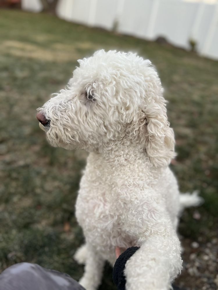 Boop! - pet boarding facility in West Warwick, RI
