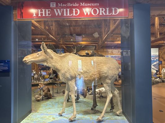 MacBride Museum of Yukon History by null