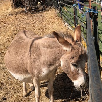 Joan's Farm & Pumpkin Patch - Pregnant or over fed? - Pumpkin Patches Near Me - Livermore, California