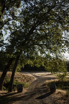 Cowhorn Vineyard & Garden by null