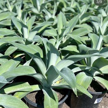 Javier’s landscape - New agaves - Landscaping Near Me Javier’s landscape - New agaves - Landscaping Near Me