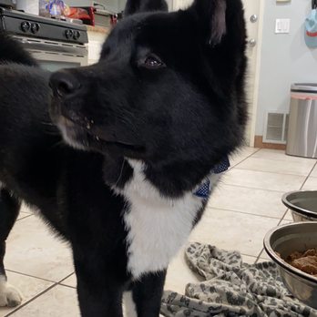 Ufuria - Pet Training Near Me - Rancho Cucamonga, California