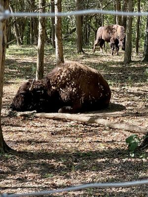 Big Bone Lick State Historic Site by null