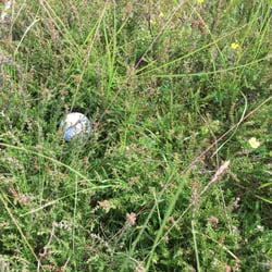Alwoodley Golf Club - In the heather
