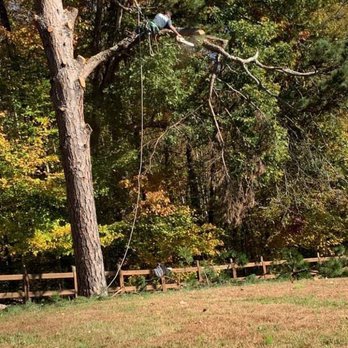 Meader Tree Service - Massive pine leaning towards their house - Tree Services Near Me