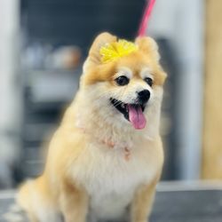Pet Land - Beautiful dog