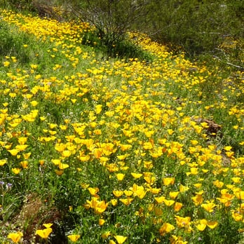 Usery Mountain Regional Park - Springtime blooming of gold poppies at Usery Mountain Regional Park - Parks Near Me - Mesa, Arizona Usery Mountain Regional Park - Springtime blooming of gold poppies at Usery Mountain Regional Park - Parks Near Me - Mesa, Arizona