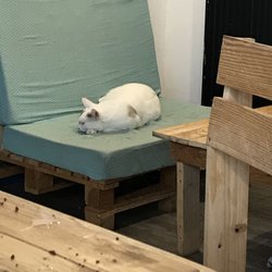 Au Bonheur des Chats