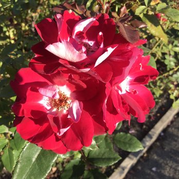 The Berkeley Rose Garden - Botanical Gardens Near Me - Berkeley, California
