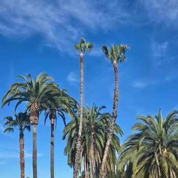 Tree Doctor Service - Tall palm tree trimming done safely at height. Removing dead fronds for a clean, healthy look. - Tree Services Near Me Tree Doctor Service - Tall palm tree trimming done safely at height. Removing dead fronds for a clean, healthy look. - Tree Services Near Me