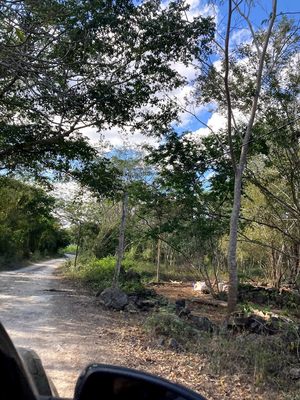 Cenote X'batun by null
