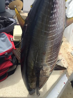 pacific coast bait and tackle