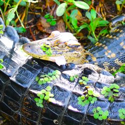 Jean Lafitte National Historic Park and Preserve