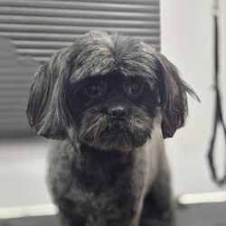 Minton's Mobile Dog Grooming