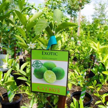 Bolles Nursery Landscape - Citrus Trees - Nurseries & Gardening Near Me - Bakersfield, California Bolles Nursery Landscape - Citrus Trees - Nurseries & Gardening Near Me - Bakersfield, California