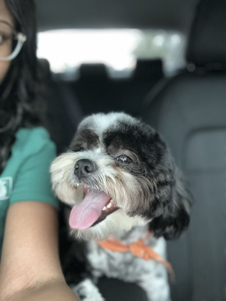 LOVELY CUTS PET GROOMING Updated October 2024 111 Photos & 21