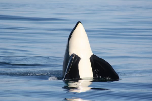 Steveston Seabreeze Adventures Vancouver by null