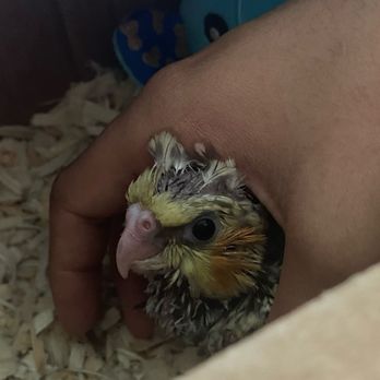 Just4Birds - Baby cockatiel at least 5-6 weeks old in its carrier box. - Pet Stores Near Me - Valrico, Florida