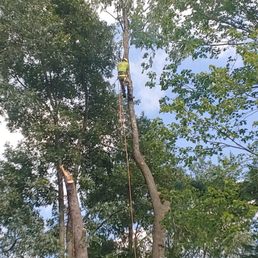 Taking down tree with climber and rope Taking down tree with climber and rope