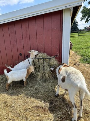 Homestead Farm by null