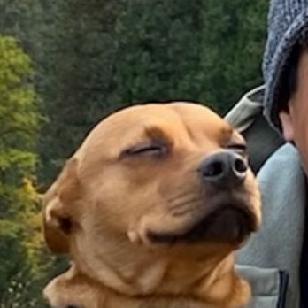 Karma Dog Training - Pet Training Near Me