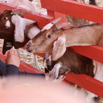 Pasadena Pumpkin Patch - Petting zoo - Pumpkin Patches Near Me - Pasadena, California