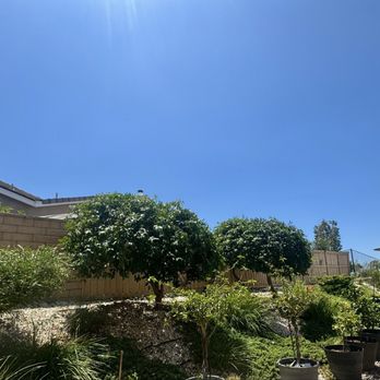 HP Tree Service - After trimming. - Tree Services Near Me - Temecula, California HP Tree Service - After trimming. - Tree Services Near Me - Temecula, California