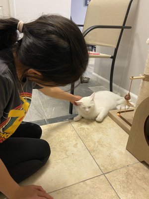 Kitty Cat Cafe and Adoption Lounge Inc by null