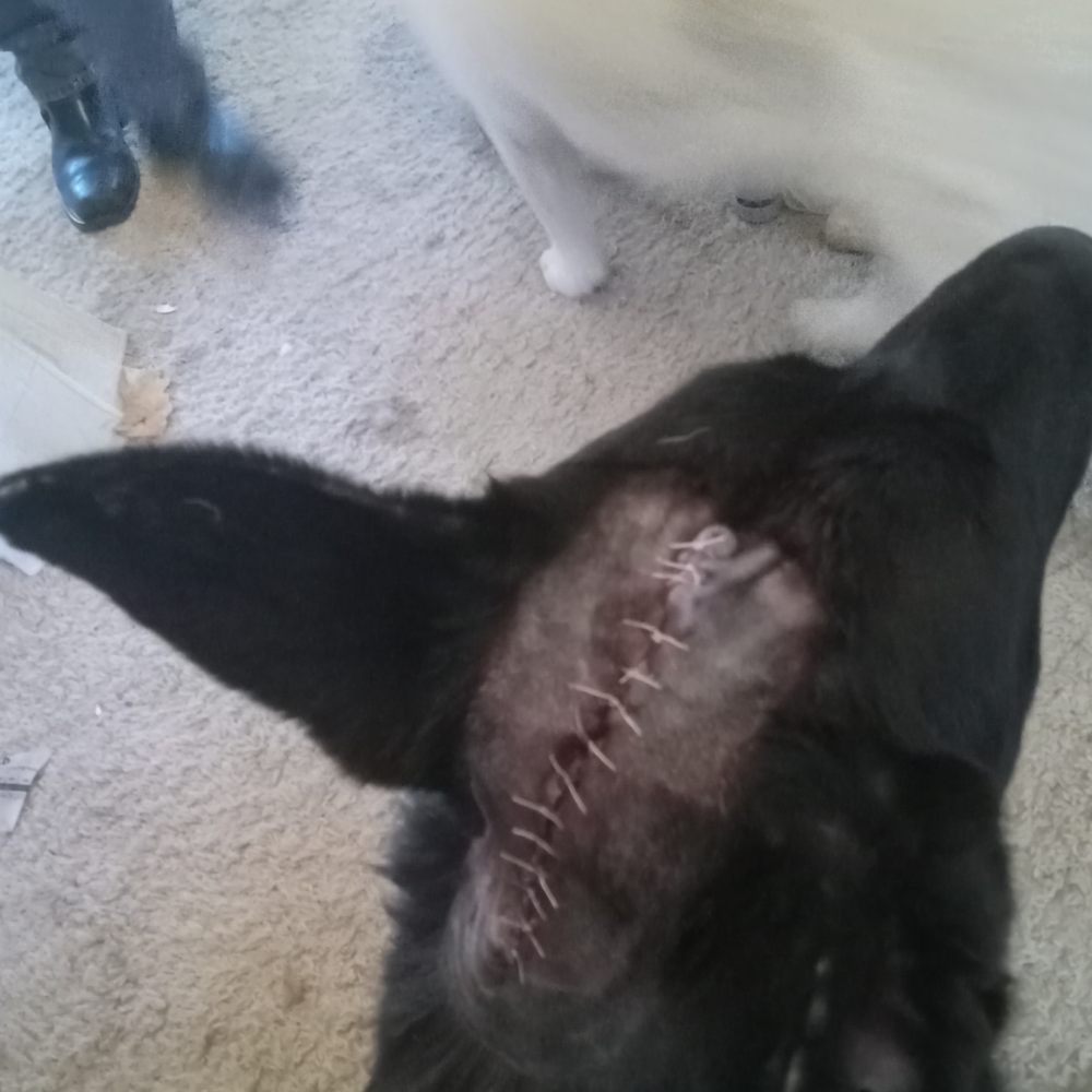 Riots head right after surgery Riots head right after surgery