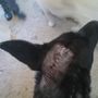 Photo of Brookside Animal Hospital