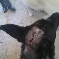 Brookside Animal Hospital - Riots head right after surgery