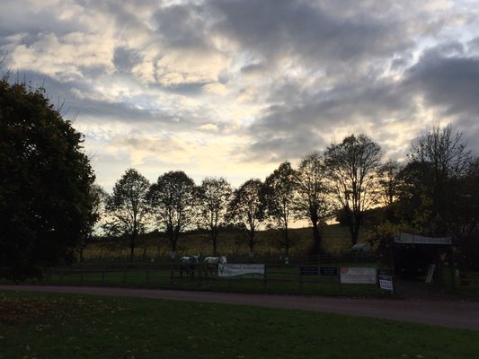 Denbies Wine Estate by null