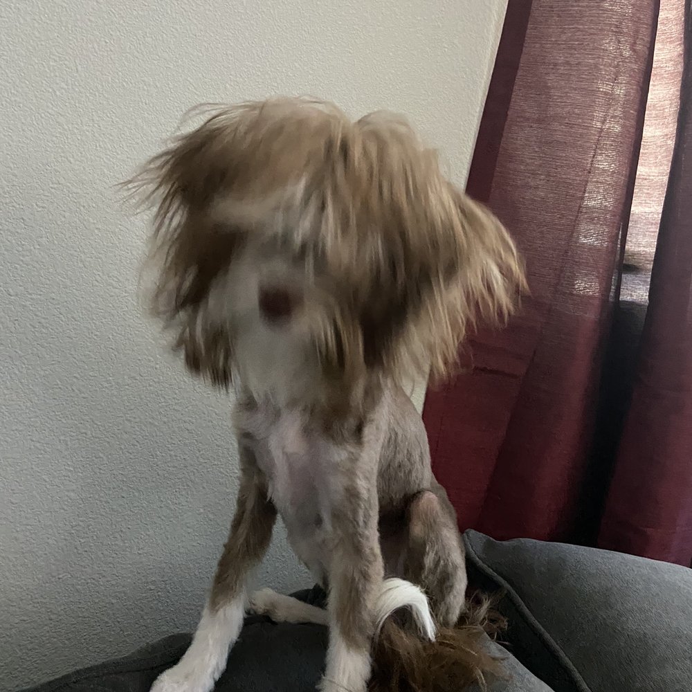 This is what they did to Remy! I had to go somewhere else to fix her. This is what they did to Remy! I had to go somewhere else to fix her.
