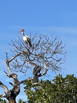 Rising Tide Explorers by null