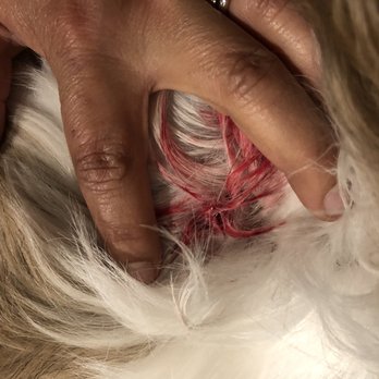 AV Veterinary Center - Dog bites - Veterinarians Near Me - Lancaster, California