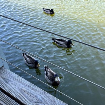 Hoppys Harbor Grill - Lunch with some very cute guests! - American Near Me - Mount Juliet, Tennessee