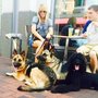 Photo of Off Leash K9 Training Provo