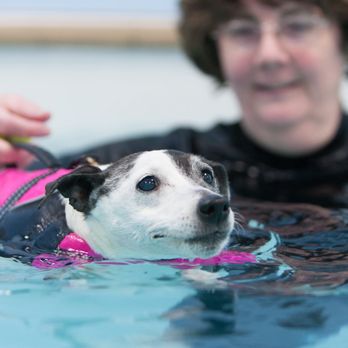 K9 Swim & Trim - Pet Services Near Me K9 Swim & Trim - Pet Services Near Me