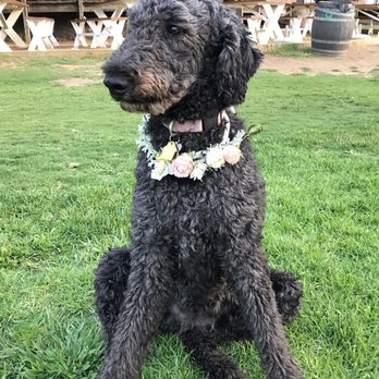 DB Creativity - Florals for our 2 dogs tied on ribbon collars - Party & Event Planning Near Me