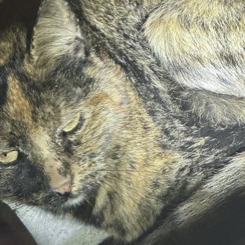 Aesthetic Wildlife Control - This was the cat! - Wildlife Control Near Me - Long Beach, California