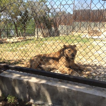 Austin Zoo - Lioness? More like princess. - Zoos Near Me - Austin, Texas