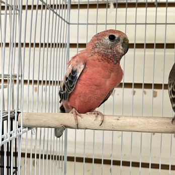 Feathers And Friends Exotics - Rosy Bourkes Parakeet - Bird Shops Near Me - Los Angeles, California Feathers And Friends Exotics - Rosy Bourkes Parakeet - Bird Shops Near Me - Los Angeles, California