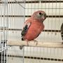 Photo of Feathers And Friends Exotics