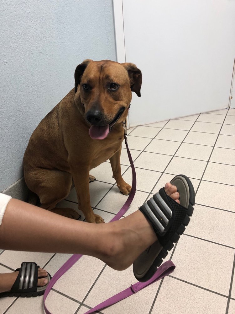 HATTON VETERINARY HOSPITAL 49 Photos & 57 Reviews 7615 Sheldon Rd