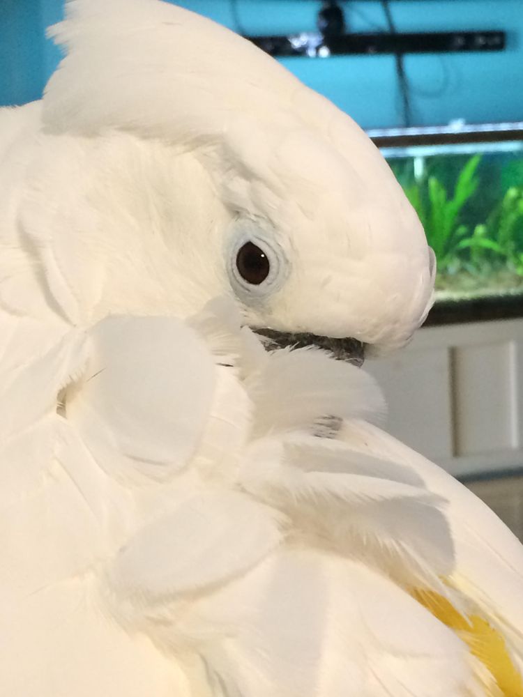 Mars Parrots Image